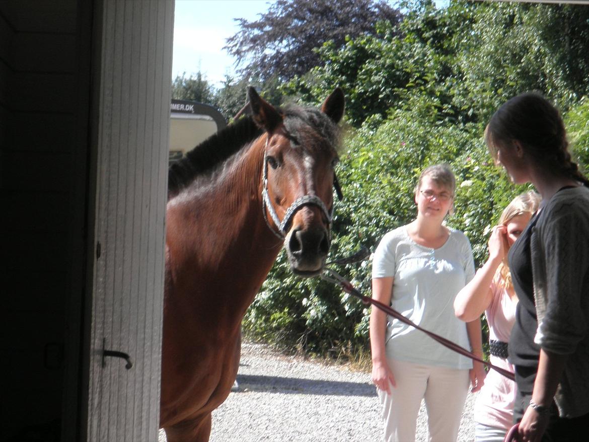 Hollandsk Sportspony Lukas R.I.P [Tidl. Hest] billede 2