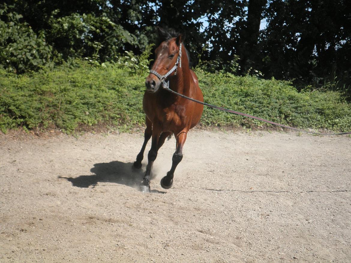 Hollandsk Sportspony Lukas R.I.P [Tidl. Hest] billede 3