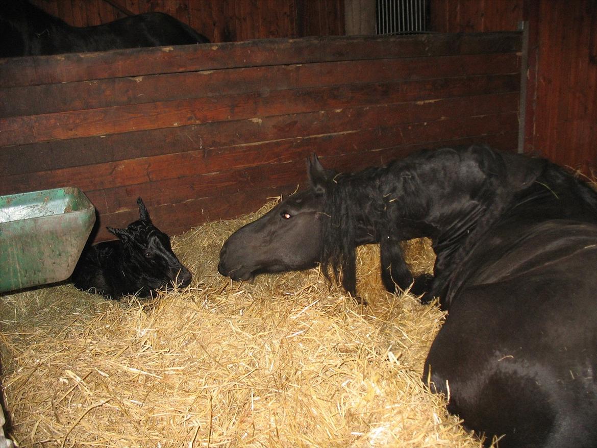 Frieser LaKriz af Grønagergaard STER - Hov! Hvor kom du fra? Den stolte mor, Yfke:-) billede 19
