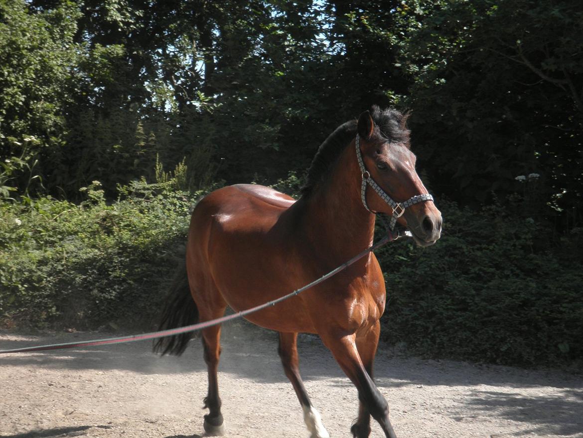 Hollandsk Sportspony Lukas R.I.P [Tidl. Hest] billede 4