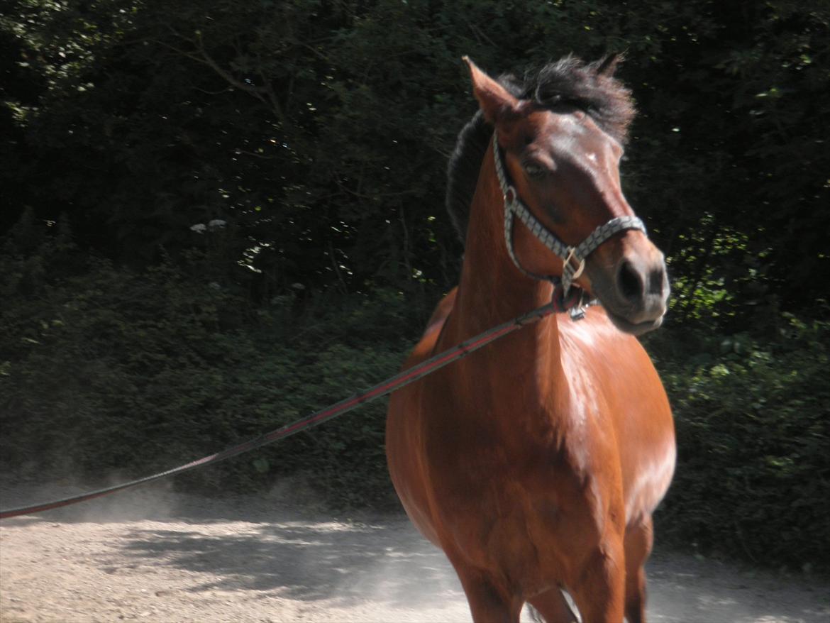 Hollandsk Sportspony Lukas R.I.P [Tidl. Hest] - Du elskede at løbe, og kunne ikke koncentrere dig i longe:'* billede 5