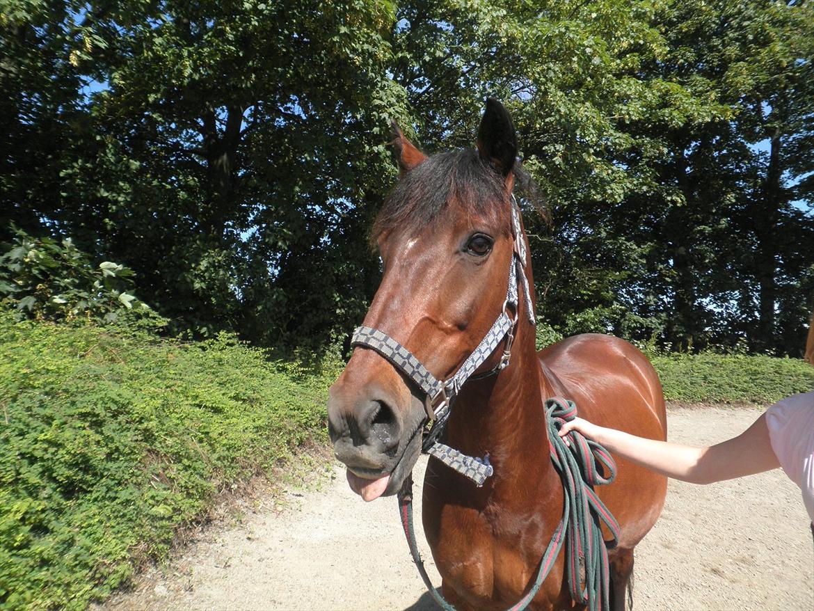 Hollandsk Sportspony Lukas R.I.P [Tidl. Hest] - Det er et år siden, at vi var på højelse, og de sagde at du havde hovsenebensyndrom, og du nok aldrig ville blive rask:'( billede 7