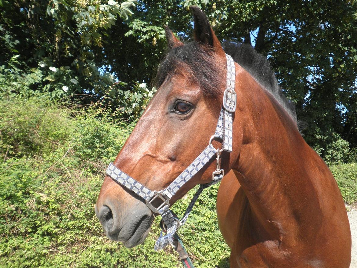 Hollandsk Sportspony Lukas R.I.P [Tidl. Hest] billede 8