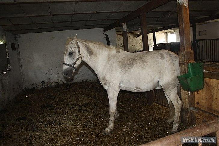 Anden særlig race miggi billede 2