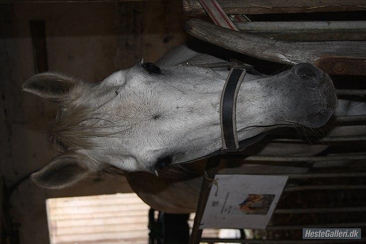 Anden særlig race miggi billede 4