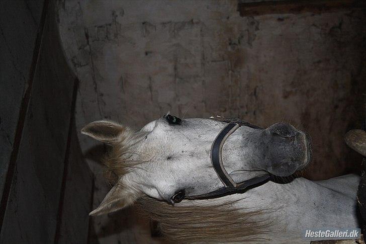 Anden særlig race miggi billede 5