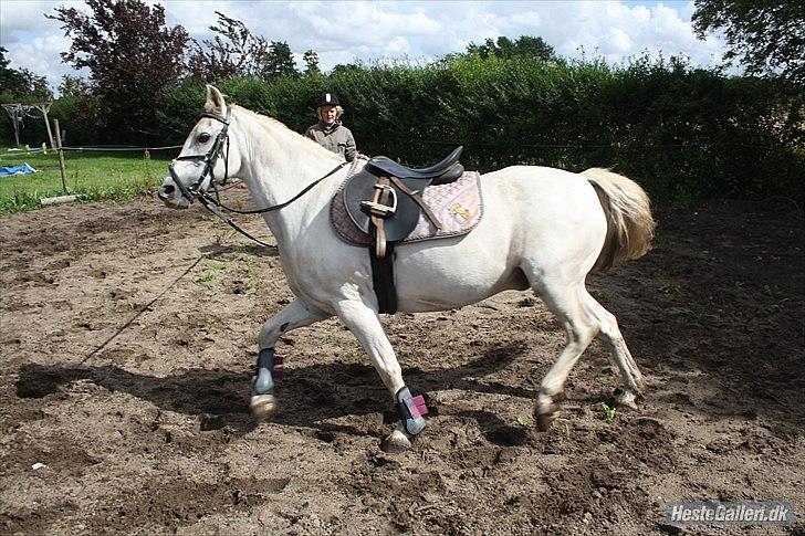 Anden særlig race miggi billede 8