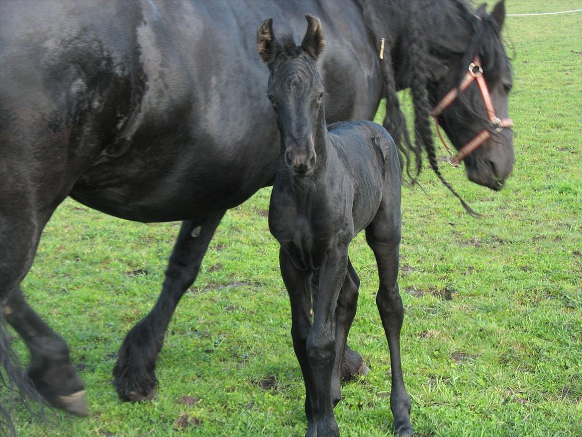 Frieser LaKriz af Grønagergaard STER - Første gang på fold. 1 dag gammel:-) og allerede fræk! billede 18
