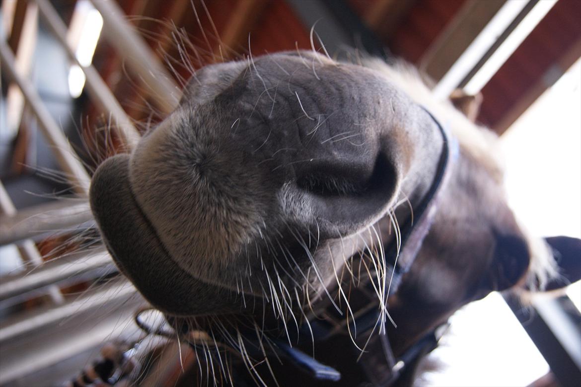 DSP Jolene  - Kyyys:-**** billede 5