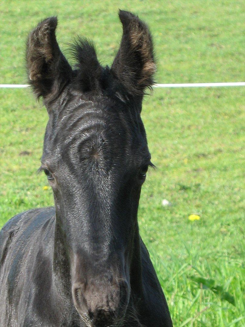Frieser LaKriz af Grønagergaard STER - ÆÆÆÆlllllsker bare den lille dartskive i panden:-) billede 17