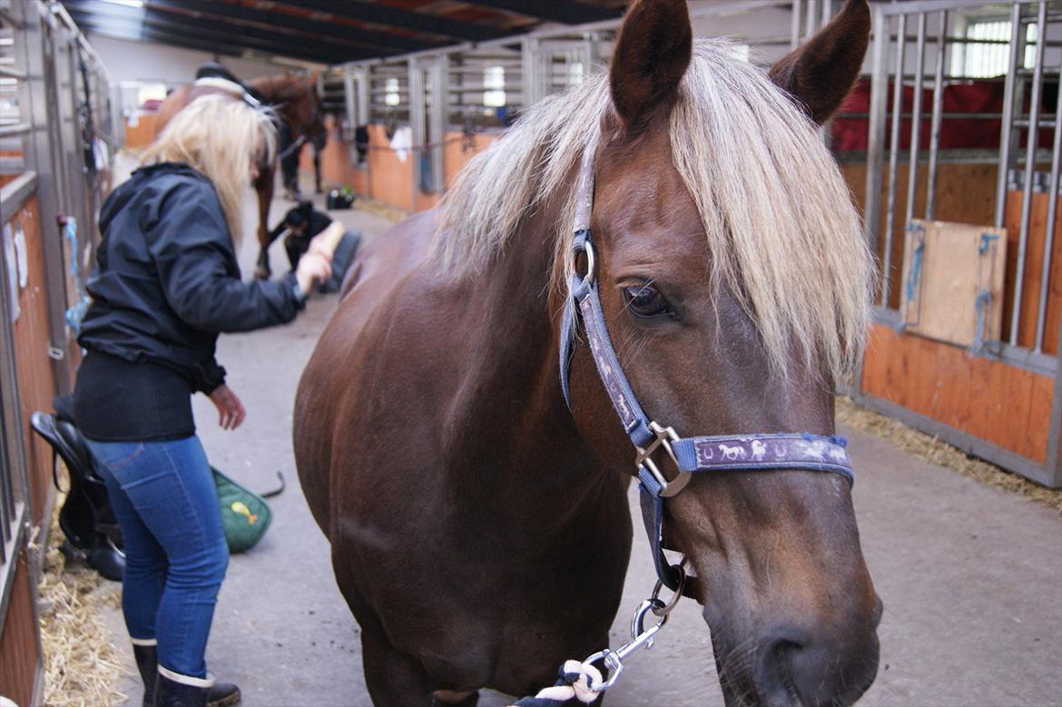 DSP Jolene  billede 6