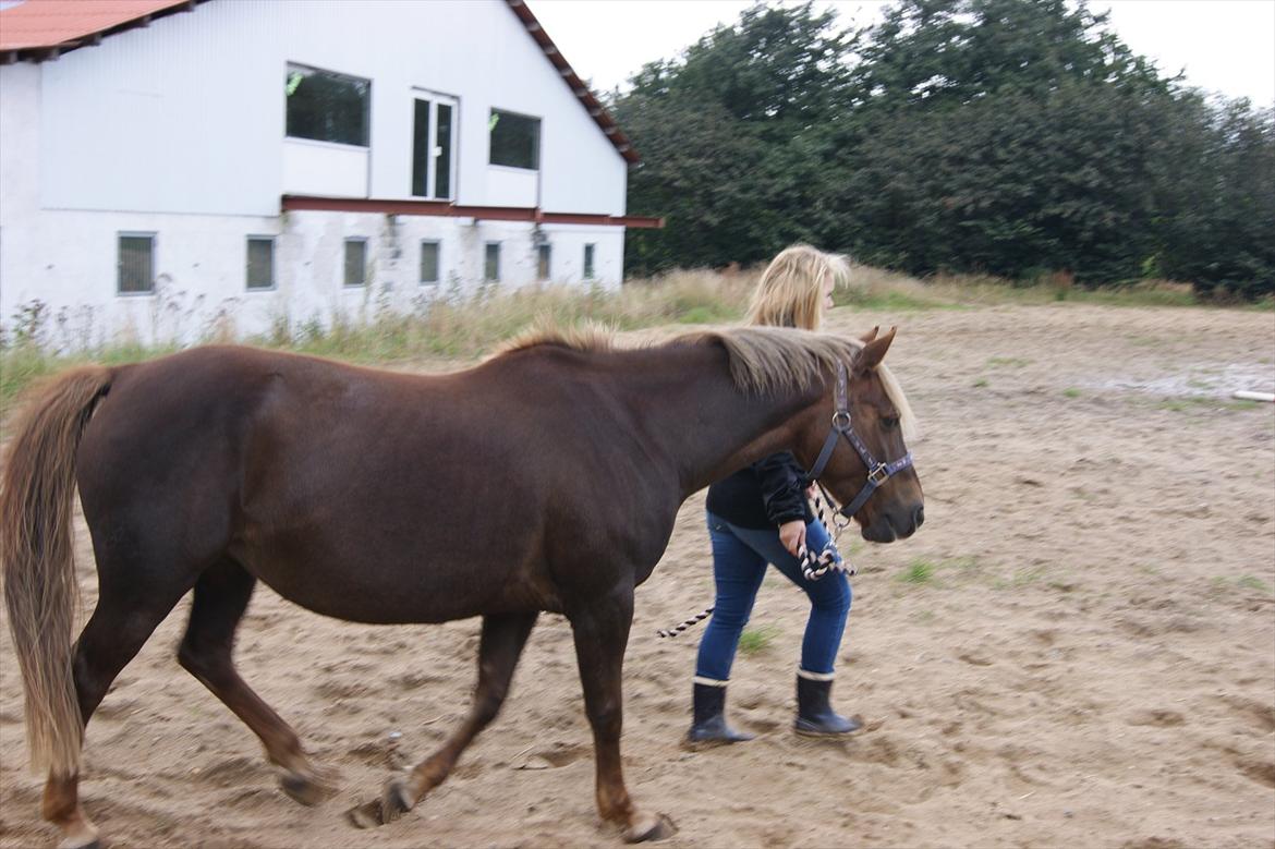 DSP Jolene  billede 8