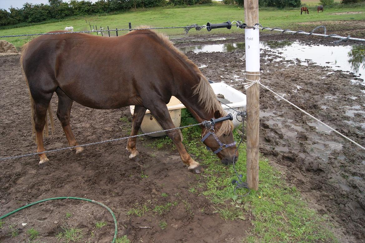 DSP Jolene  billede 7