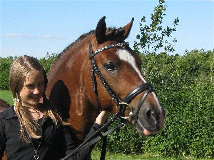 Welsh Pony af Cob-type (sec C) Rytterbjergets Discovery - B pony billede 16