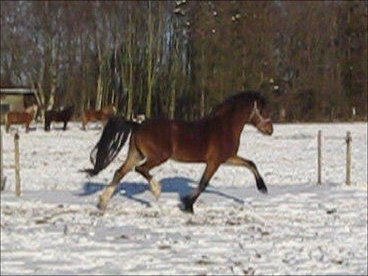 Welsh Pony af Cob-type (sec C) Rytterbjergets Discovery - B pony - Beklager kvaliteten. Billedet er taget ud af en video fra den dag vi var ude og se ham første gang billede 21