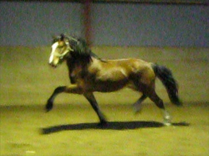 Welsh Pony af Cob-type (sec C) Rytterbjergets Discovery - B pony - Beklager kvaliteten. Billedet er taget ud af en video fra den første dag han var kommet hjem og i ridehallen billede 22