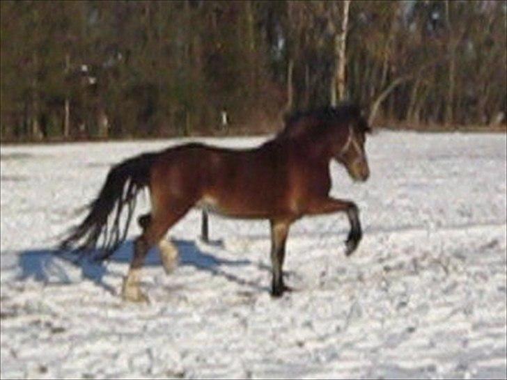 Welsh Pony af Cob-type (sec C) Rytterbjergets Discovery - B pony - Beklager kvaliteten. Billedet er taget ud af en video fra den dag vi var ude og se ham første gang billede 23