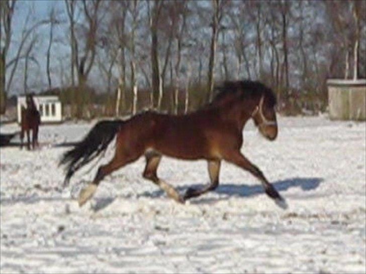 Welsh Pony af Cob-type (sec C) Rytterbjergets Discovery - B pony - Beklager kvaliteten. Billedet er taget ud af en video fra den dag vi var ude og se ham første gang billede 25