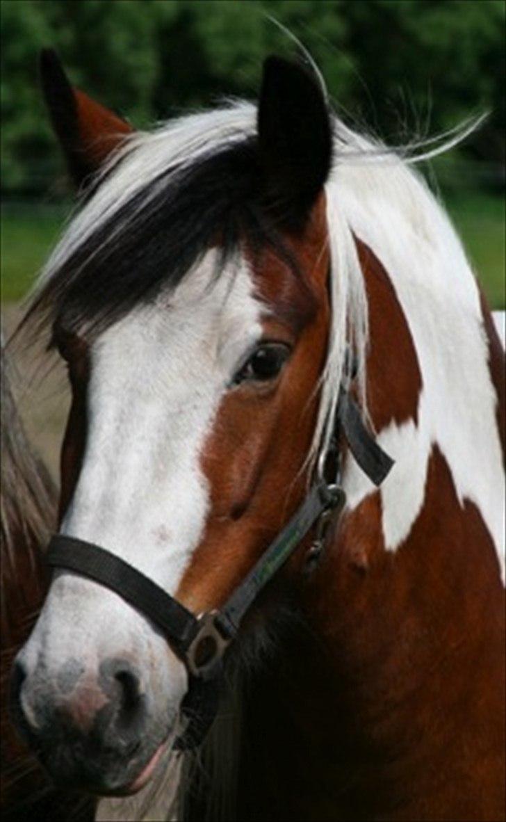 Irish Cob Rosenlunds Cosy Emmie - Smukke Emmie billede 9