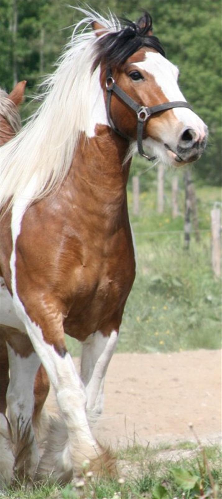 Irish Cob Rosenlunds Cosy Emmie - Emmie skal lige vise sig :-) billede 10