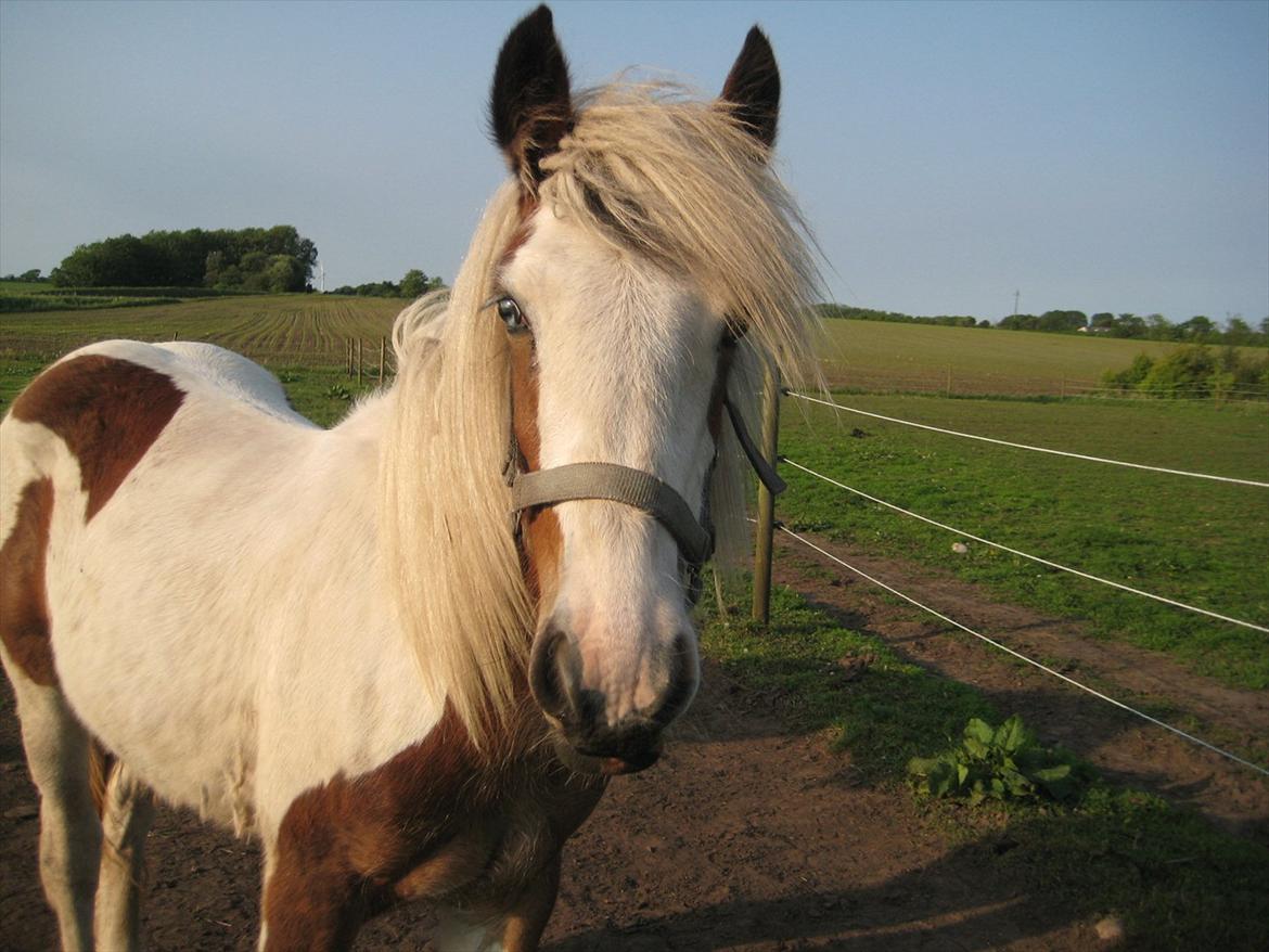 Irish Cob Cosy Beautey Báine (Bounty) billede 7