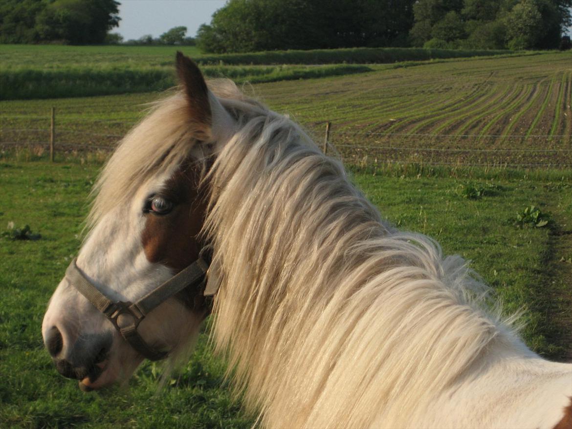 Irish Cob Cosy Beautey Báine (Bounty) billede 18