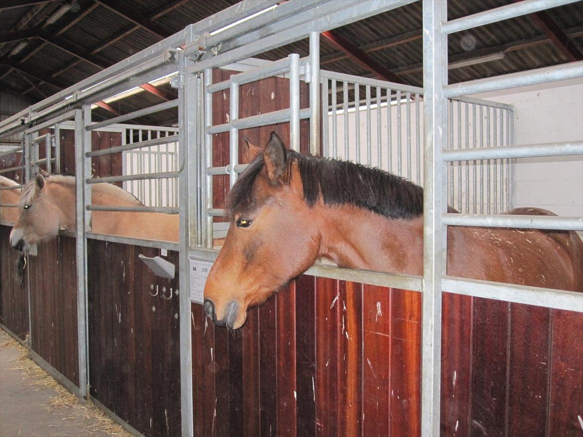 Anden særlig race Cher billede 1