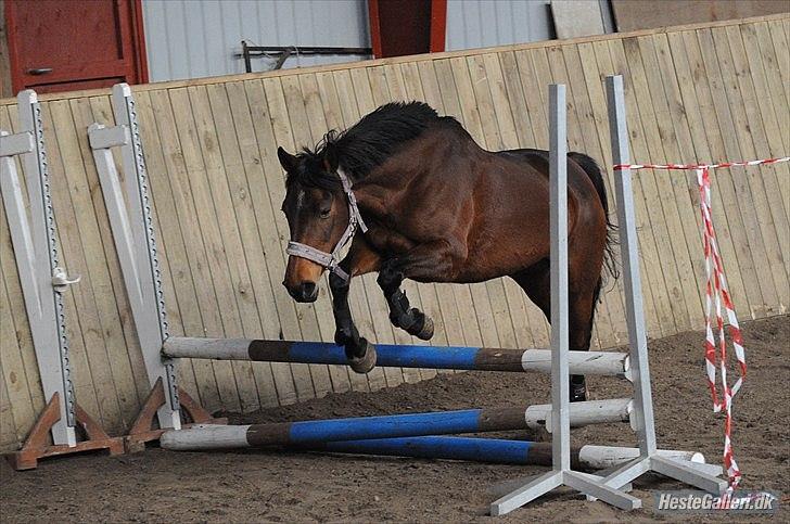 Anden særlig race Cher billede 2
