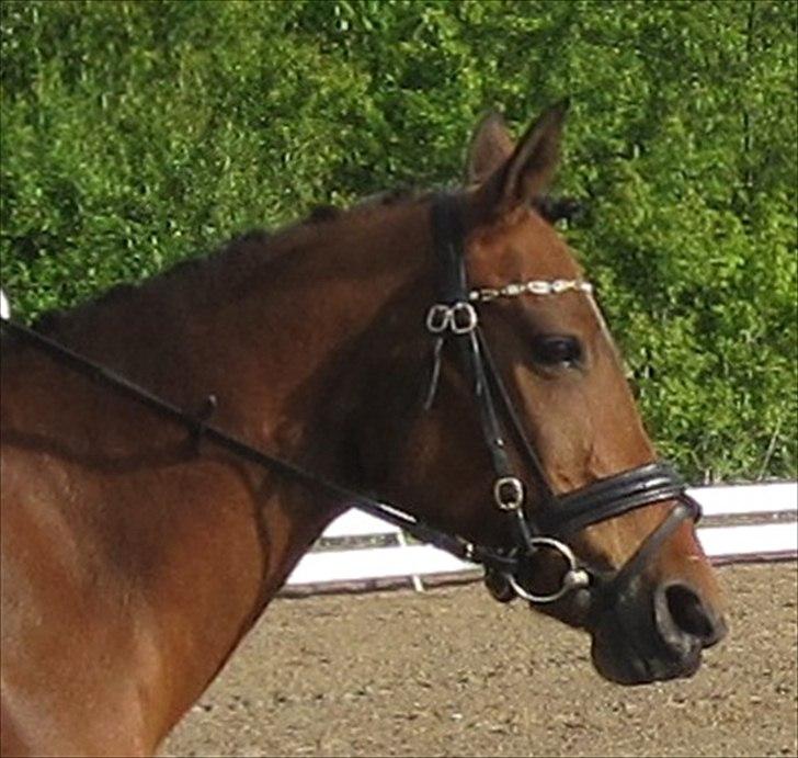 Anden særlig race Cher billede 3