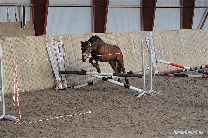 Anden særlig race Cher billede 4