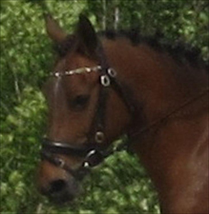 Anden særlig race Cher billede 5