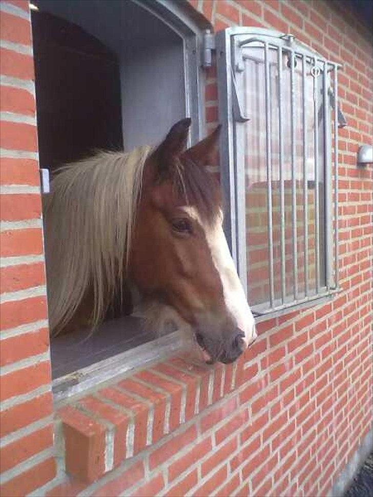 Irish Cob Rosenlunds Cosy Emmie - Står og nyder udsigten inde fra stalden billede 13