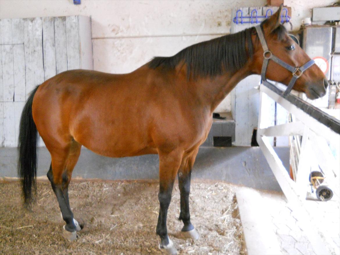 Traver Cindy Vestermarken (Aflivet) (Prinsessen<3) R.I.P billede 12