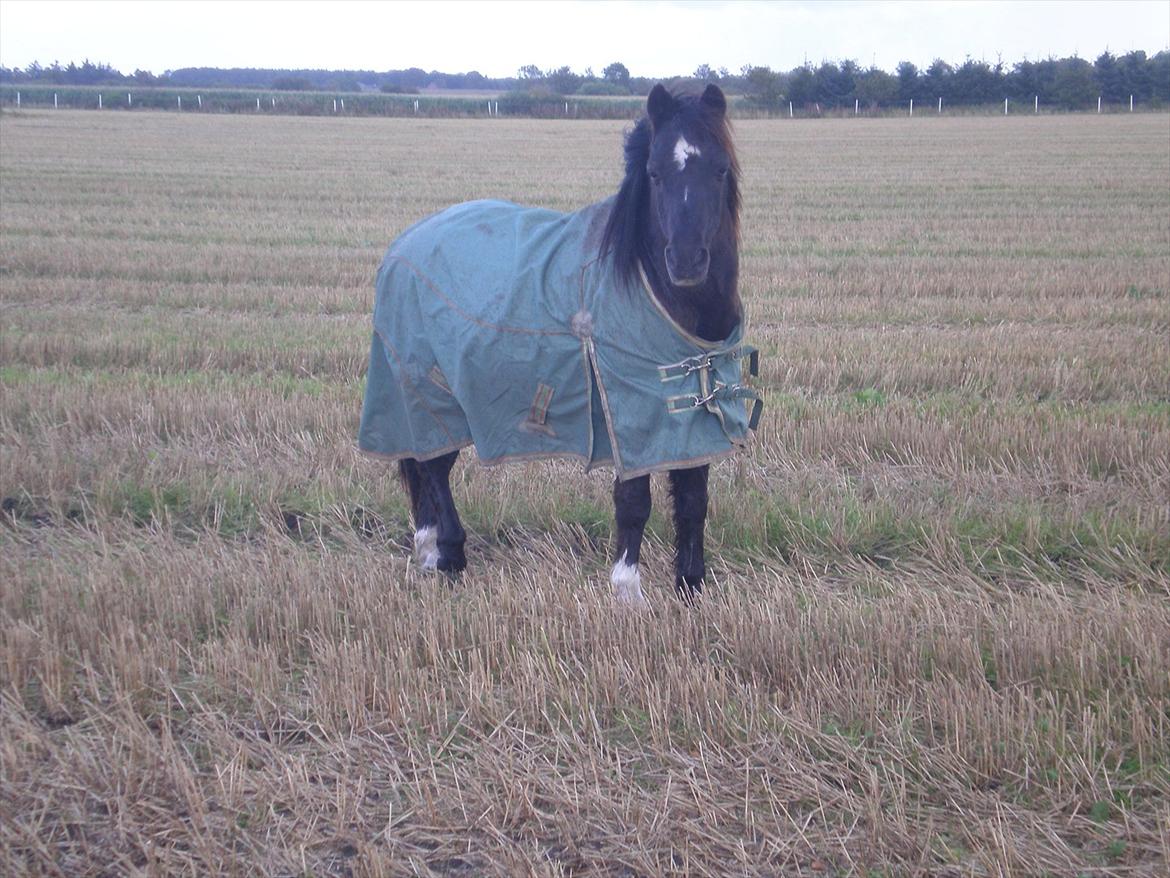 Irsk Sportspony Littel Black Diamond [Altid elsket/ Savnet] - han er bare for lækker billede 6