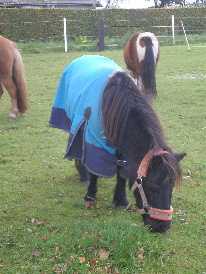 Shetlænder Victoria ( vic ) Himmel pony ( savnet meget ) - dejlige vic hun er bare glad for sit regendækken <3 billede 15