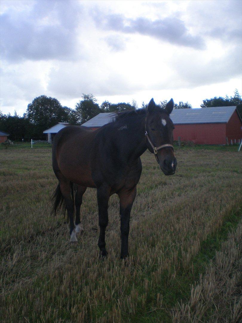 Traver Charlie Boom Boom ( hesten man kan gøre alt ved) - smukke smukke charlie <3 elsker ham <3 billede 7