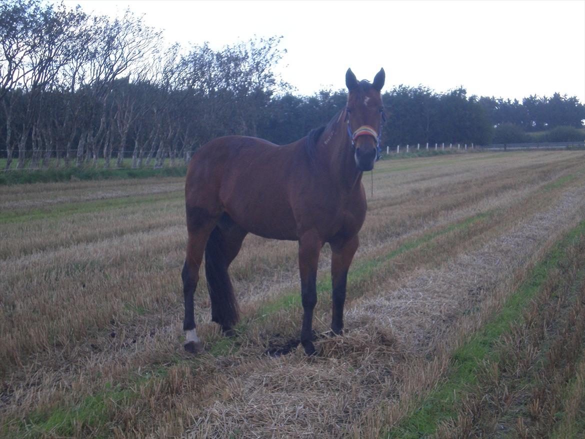 Traver Dear Marika  Himmel hest ( savnet meget) - taget d 8-9-11 billede 8