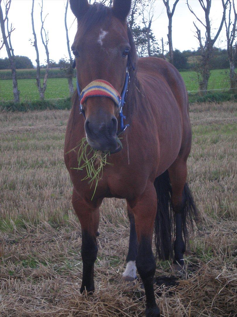 Traver Dear Marika  Himmel hest ( savnet meget) - malle hest <3 billede 9