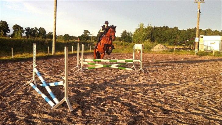 Dansk Varmblod Nygårds Brown Sugar - Et bette hop :) En bred oxer, sidste dag på læsø :/<3 billede 3