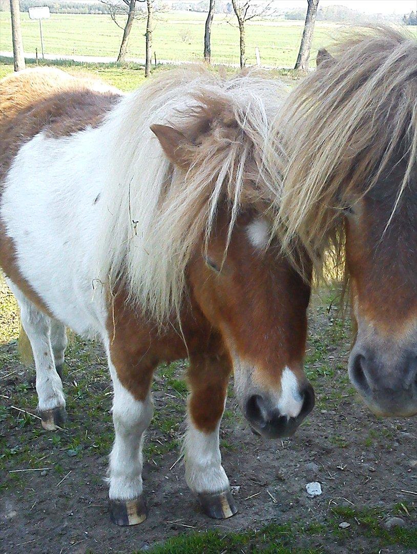 Shetlænder Nicky - Nicky og hans mor :-) billede 10