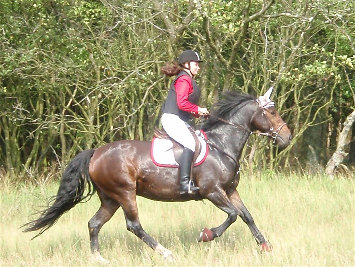 Anden særlig race Sola billede 1