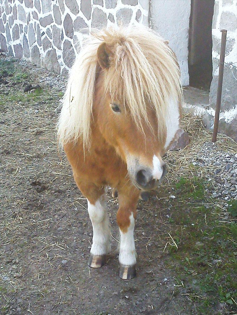 Shetlænder Nicky - Smukke Nicky<3
 billede 9