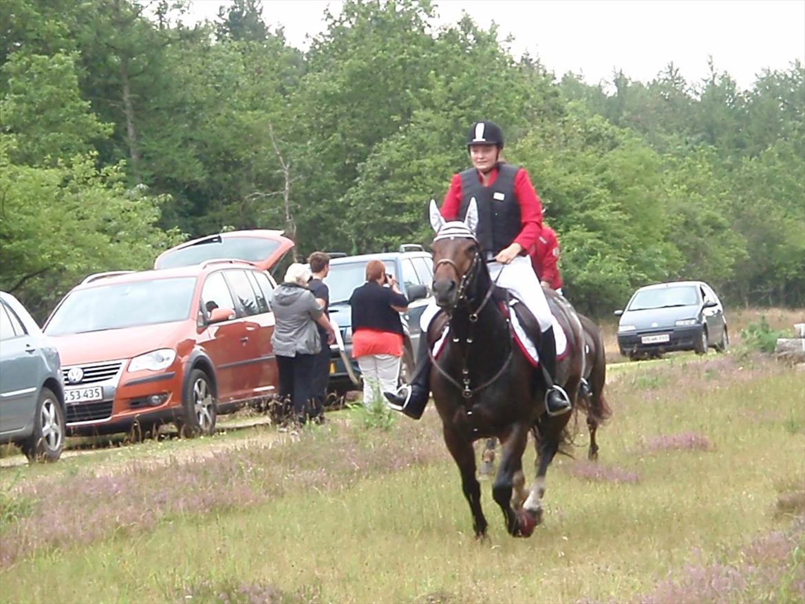 Anden særlig race Sola billede 3