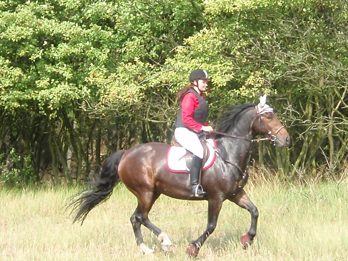 Anden særlig race Sola billede 6