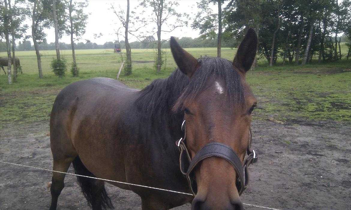 Anden særlig race Sola billede 2