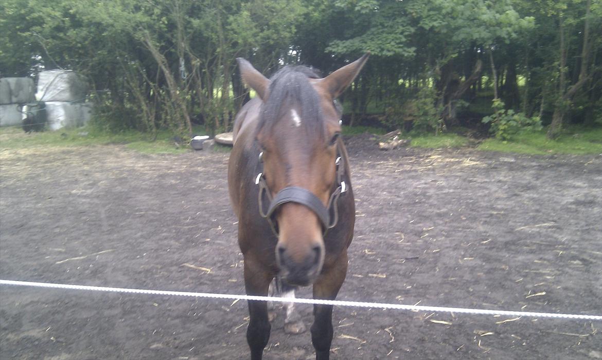 Anden særlig race Sola billede 7