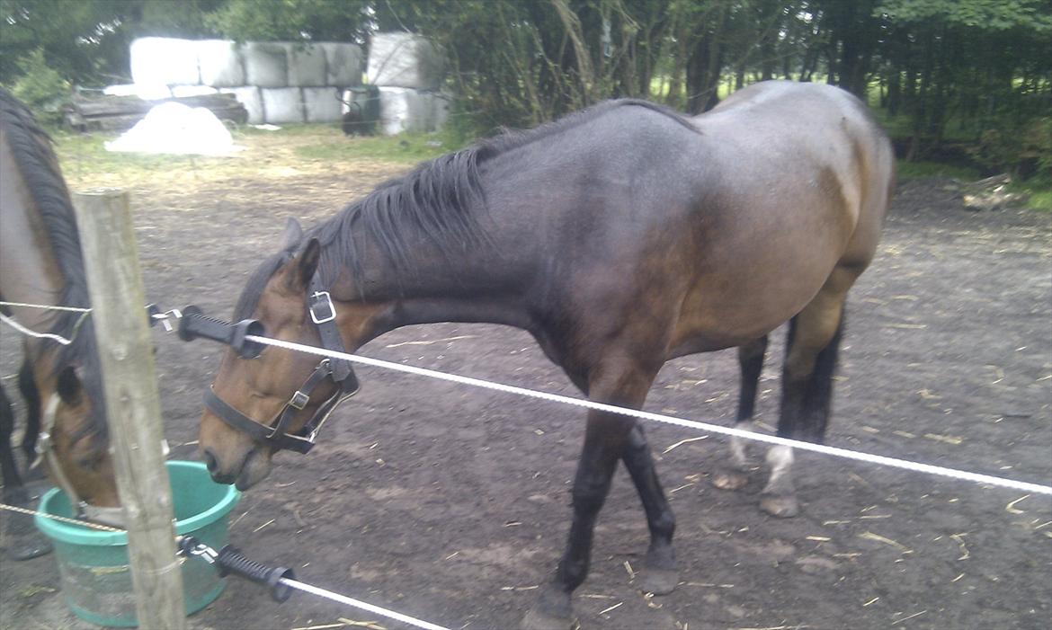 Anden særlig race Sola billede 10