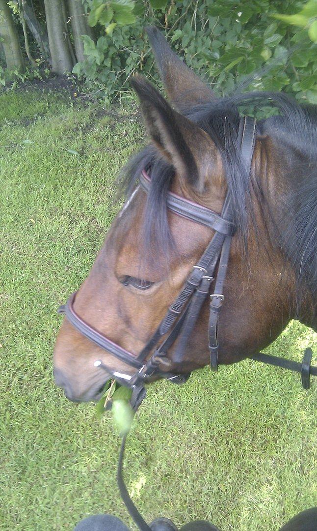 Anden særlig race Sola billede 13