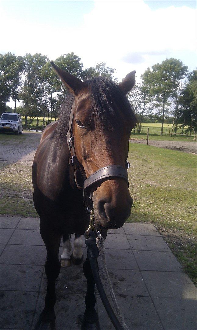 Anden særlig race Sola billede 15