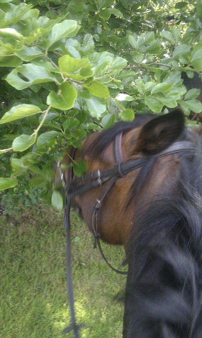 Anden særlig race Sola billede 12